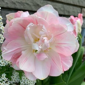 Meet your Posher, Iwona